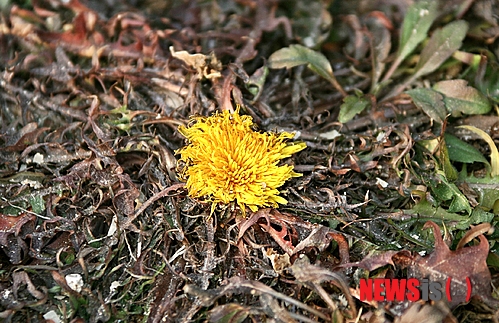 【증평=뉴시스】강신욱 기자 = 맹추위가 찾아온 13일 충북 증평군 증평읍 남차2리 한 텃밭에서 4~5월 봄에 피는 대표적인 풀꽃 노란 민들레가 꽃망울을 터트렸다. 2014.01.13.&nbsp; ksw64@newsis.com 