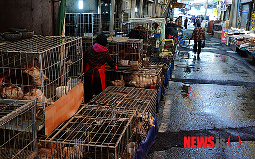 【광주=뉴시스】배동민 기자 = 설 명절을 1주일 여 앞둔 22일 오전 광주 서구 양동시장의 일명 '닭전머리'에 자리한 오리·닭 판매업소가 AI 여파로 한산한 모습을 보이고 있다. 2014.01.22.&nbsp; guggy@newsis.com