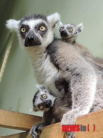 【서울=뉴시스】임종명 기자 = 서울대공원 동물원 유인원관에 살고있는 멸종위기종 알락꼬리여우원숭이 암컷 '대장'이 대공원 개장 이래 최초로 쌍둥이을 낳았다. 2014.02.07. (사진 = 서울대공원 제공)&nbsp; photo@newsis.com 