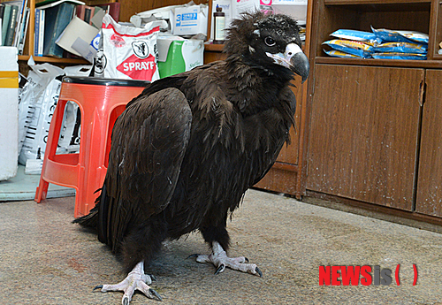 【정선=뉴시스】홍춘봉 기자 = 강원 정선군은 최근 내린 폭설로 탈진상태에 빠진 야생 독수리를 구조해 12일 강원도 야생동물구조센터에 인계했다고 1밝혔다. 사진은 12일 도 애생동물고조센터에 인계되기 직전의 독소리 모습. 2014.02.12. (사진=정선군 제공) &nbsp;&nbsp; photo@newsis.com 