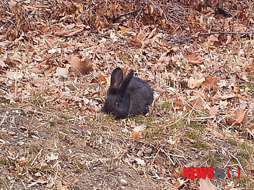 【서울=뉴시스】남산 산책로의 토끼. 사람들이 있어도 아랑곳하지 않고 풀을 뜯고 있다.