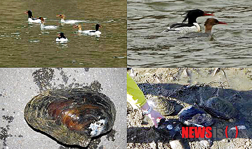 【광주=뉴시스】류형근 기자 = 광주환경운동연합은 영산강의 주요 지류인 지석강 하류에서 국제멸종위기종 '호사비오리'(천연기념물·사진 위)와 멸종위기종 1급 '귀이빨대칭이' 서식을 확인했다고 20일 밝혔다. 2014.03.20. (사진=광주환경운동연합 제공) hgryu77@newsis.com