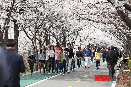 [서울=뉴시스]2014년 3월31일 서울 금천구 안양천변에 벚꽃이 만개한 가운데 시민들이 즐거운 시간을 보내고 있다. 2014.03.31. (사진=금천구 제공) photo@newsis.com