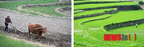 【완도=뉴시스】 세계주요농업유산 청산리 구들장 논. (사진=뉴시스DB)