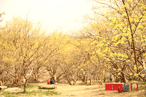 【이천=뉴시스】 이정하 기자 = 3일 경기 이천시 백사면 도립·경사·송말리 일대 산수유 마을에서 개막한 '제15회 이천백사 산수유꽃축제'가 6일까지 열린다. 축제가 열리는 원적산 기슭 백사면 5개 마을은 묘목에서 500년 고목까지 1만8000여 그루가 자라는 수도권 최대 산수유나무 군락지다. 2014.04.04&nbsp;&nbsp;&nbsp;&nbsp;&nbsp; jungha98@newsis.com 