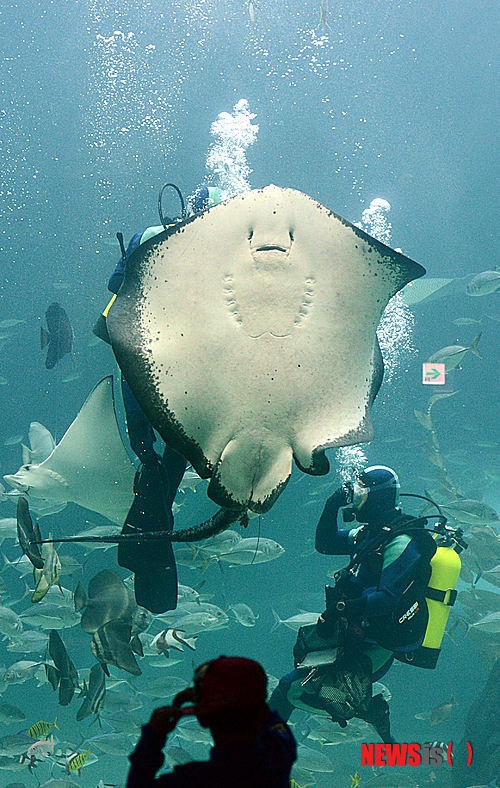 【고양=뉴시스】이종철 기자 = 한화호텔앤드리조트는 오는 10일 아쿠아리움 한화 아쿠아플라넷 일산을 오픈한다. 한화 아쿠아플라넷 일산은 해양생물과 육상생물을 함께 관람할 수 있는 국내 최초 컨버전스 아쿠아리움이다. 사진은 9일 오전 한화 아쿠아플라넷 일산 내 메인수조에서 싱크로나이즈 선수들이 대형 가오리와 함께 수중 퍼포먼스를 선보이는 모습. 2014.04.09 jc4321@newsis.com