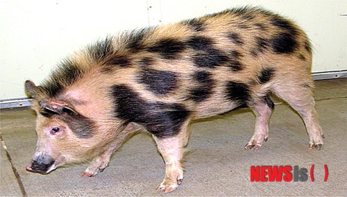 【서울=뉴시스】건국대 김진회 교수 연구팀은 농촌진흥청의 ‘우장춘 프로젝트’와 ‘차세대 바이오그린21사업’의 지원으로 미국 미주리대학 연구팀과 공동으로 외부 항원(병원체)이 침입했을 때 생체면역시스템을 활성화 시켜주는 ‘RAG’ 유전자를 제거시킨 완전 면역결핍 형질전환 복제 돼지를 생산하는데 성공했다고 9일 밝혔다. 이 복제돼지는 면역기능이 완전히 결핍돼 인간의 장기를 이식해도 아무런 거부반응이 발생하지 않아 줄기세포를 이용한 세포치료, 동물의 장기를 난치병 환자에게 이식하는 이종간 장기이식, AIDS와 같은 인간면역결핍질환의 치료, 암 발달 기전규명 연구 등에 유용한 도구로 사용될 전망이다. 이번 연구결과는 미국국립과학회보 (PNAS, IF: 9.7) 온라인판에 최근 발표됐다. 2014.05.09. (사진=건국대학교 제공) photo@newsis.com 