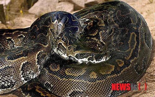 [서울=뉴시스]지난 2014년 5월 미 텍사스주에서 한 여성이 자택 욕실에서 발견한 길이 3.65m의 아프리카 비단뱀. 인도네시아 중부에서 길이 5m에 달하는 비단뱀이 파리다라는 이름의 여성을 통째로 삼켰으며, 그녀가 실종된 뒤 수색에 나선 마을 주민들이 여성이 갖고 있던 소지품 근처에서 이 비단뱀을 발견, 배를 갈라 그녀의 시신을 찾아냈다고 도이체 벨레(DW)가 8일(현지시각) 현지 언론의 보도를 인용해 전했다. <사진출처: 텔레그래프> 2024.06.09.