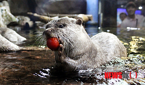 【부산=뉴시스】하경민 기자 = 16일 부산아쿠아리움 수달이 새단장을 마친 수조에서 먹이를 먹고 있다. 2014.05.16. (사진=부산아쿠아리움 제공)&nbsp; yulnetphoto@newsis.com