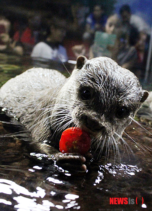 【부산=뉴시스】하경민 기자 = 16일 부산아쿠아리움 수달이 새단장을 마친 수조에서 먹이를 먹고 있다. 2014.05.16. (사진=부산아쿠아리움 제공)&nbsp; yulnetphoto@newsis.com