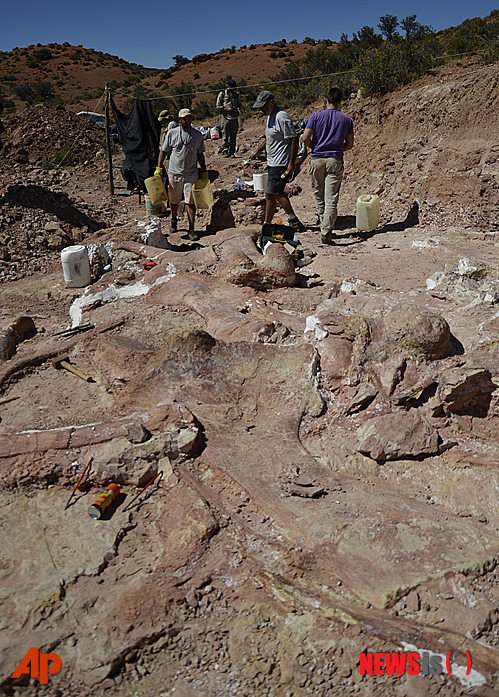 【트렐레우=AP/뉴시스】17일(현지시간) 역대 최대 크기로 추정되는 공룡의 화석이 아르헨티나 남부 파타고니아 트렐레우 서쪽 250㎞ 지점 라플레차 근처 사막에서 발견됐다. 공룡 화석으로 볼 때 이 공룡은 몸길이 40ｍ, 키 20ｍ, 무게 77t에 달하는 것으로 추정되고 있다. 2014.05.18