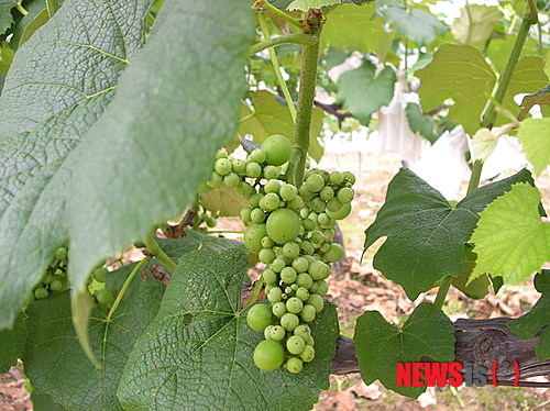 【홍성·예산=뉴시스】= 포도 꽃떨이 현상 모습 (사진=충남도 제공)