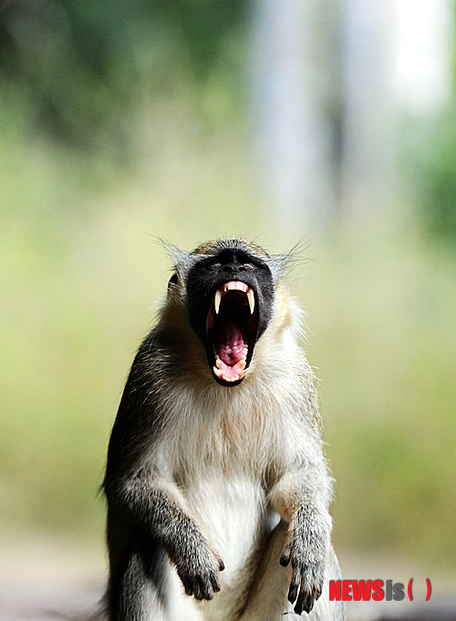 【서울=뉴시스】원추의 '오늘의 운세' 2014년 6월18일 수요일 (음력 5월21일·경신) ▶쥐띠 = 생각대로 안 되니 답답할 뿐. 사랑하는 사람의 도움을 받아라. ㄱ·ㅇ·ㅈ성씨 용기가 필요하다. 변화를 주는 것은 좋지 않다. 1·4 ·6월생은 검은색 의복은 되도록 피하는 게 좋다. 투기는 절대 금물. ▶소띠 = 시작이 좋아야 끝도 좋다는 말을 명심하라. 첫 단추를 신중하게 끼워라. 유비무환의 자세가 좋다. 의류업자는 재미를 본다. 판매직 종사자는 골치가 아프다. ㄱ·ㅂ·ㅇ·ㅎ성씨를 깊은 관심으로 신경 써야 한다. 1·2·5월생 정에 연연하지 말 것. ▶범띠 = 4·5·11월생 연인의 주변 사람 때문에 마음고생 하겠다. 직장인은 승진 여부가 달린 하루가 되겠다. 늦은 시간 운전 조심. 차분히 내실을 기하라. 결혼 문제는 복잡하게 얽혀서 성사가 어렵다. ㅂ·ㅅ·ㅇ성씨는 소·용·개띠의 도움이 힘. ▶토끼띠 = 75년생 ㄱ·ㅅ·ㅇ성씨는 본인의 적성을 항상 생각하라. 주머니 사정이 좋지 않다고 직장을 옮기면 더 좋지 않은 상황에 빠질 수도 있다. 1·8·11월생은 연인에게 부담을 주지 않는 게 좋다. 서쪽 길. ▶용띠 = 거만한 성격에서 벗어나 겸손한 자세를 가질 것. 유혹을 조심하라. 가정에 대한 불만은 금물이다. ㄴ·ㅂ·ㅇ성씨는 자신의 위치를 지켜야 한다. 뱀·양·원숭이·돼지띠의 눈치를 살피게 된다. 지금 하는 일에 집중하라. ▶뱀띠 = 마음에 장벽이 있으니 의욕을 잃기 쉽다. 새로운 일에 도전하는 것도 좋겠다. 지나친 투자는 삼가고 동업은 금물이다. ㅅ·ㅇ·ㅎ성씨는 자신감을 가질 때 성공할 수 있다. 하루아침에 모든 것을 이룰 수 없는 법. 서서히 운이 열리고 있다. ▶말띠 = ㅅ·ㅇ·ㅎ성씨 동업자와 의견 충돌로 심각한 상화에 직면할 듯. 뱀·토끼·닭·돼지띠의 도움이 필요하다. 북쪽에 귀인이 있을 듯. 지금은 힘들어도 꾸준히 노력하면 대성할 수 있다. 1·5·8·9월생 푸른색 의복이 행운을 줄 것이니 가까이하라. ▶양띠 = 생각지 못한 어려움이 닥치니 흐름을 잘 포착해서 결정하라. 눈덩이처럼 불어나는 채무에 1·5·8·10월생 하루하루가 힘겹구나. 북쪽으로 가 도움을 청하라. 뱀·용·말·개띠의 조언이 필욯ㄷ. 멀리서 찾지 말고 가까운 곳에 열쇠가 있다. ▶원숭이띠 = ㄱ·ㅅ·ㅇ 성씨 심성은 착하나 인정을 받지 못한다. 끈기가 없고 계획을 실천하지 못하는 것이 흠. 2·3·6월생 애정적으로 갈등이 심할 듯. 소·용·양띠와 화합하면 길하다. 검은색은 피하고 따뜻한 색을 가까이 하라. ▶닭띠 = 지금 하는 일에 정을 붙이지 못하고 다른 것을 찾아 헤매는 격. 2·8·10·12월생 샘을 파려면 한 곳만 파라. ㄱ·ㅈ·ㅊ성씨 남을 원망하기 이전에 자신의 결점이 무엇인지 알아야 한다. 남쪽에서 귀인이 기다리고 있다. ▶개띠 = 잘 안 되던 일이 서서히 풀릴 듯. 토끼·말·닭띠와 힘을 합하면 안 될 일 없다. 남의 도움을 받을 생각만 하지 말고 한 발 더 뛴다는 마음으로 일하라. 1·2·5월생 집 나간 자식 걱정이 태산이지만 본인의 건강도 생각할 것. ▶돼지띠 = 혼자 힘들어하지 말고 소·범·닭띠에게 힘을 빌려라. 속에 담아 두지 말고 합의점을 찾을 것. 집안에 우환이 있다면 북·남쪽에서 약을 구하라. 귀인이 나타나 도움을 준다. 7·8·9월생 검은색과 흰색이 길조. 구삼원 원장 02-959-8493, 010-5584-9393