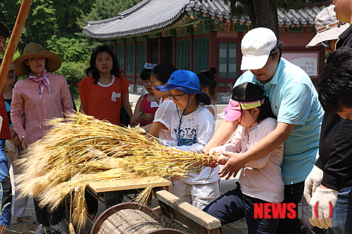 【서울=뉴시스】유상우 기자 = 음력 5월은 보리 수확과 벼 심기가 겹쳐있어 농사로 바쁜 시기다. 보리타작은 모내기가 끝나면 시작된다. 이삭이 서로 마주 보게 일정한 두께로 펼쳐 잠시 말린다. 이후 마주 보고 서서 도리깨질로 타작한다.&nbsp; swryu@newsis.com