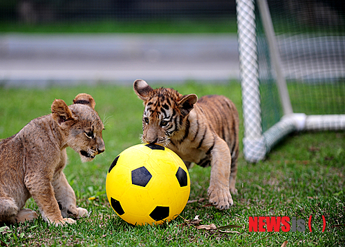 【서울=뉴시스】원추의 '오늘의 운세' 2014년 6월24일 화요일 (음력 5월27일·병인)&nbsp; ▶쥐띠 = 사람 사귀는 것을 신중히 하라. 사람이라고 다 좋은 사람은 아니다. 횡재도 사람으로 인한 것이니 어떤 사람을 만나느냐에 따라 슬픔과 즐거움이 있다. 2·7·9월생 ㄱ·ㅇ·ㅈ·ㅊ성씨 지혜롭게 행동하라. 서쪽이 행운.&nbsp; ▶소띠 = 주인의식이 강하지만 지나친 경쟁의식은 피해만 보게 된다. 양보하면서 순리대로 처신해야 한다. 49·61년생 ㅂ·ㅇ·ㅈ·ㅎ성씨 딴 곳에 눈 돌리지 말고 적극적인 자세가 요구된다. 예상 밖에 수확이 있을 듯. 관리를 잘하라.&nbsp; ▶범띠 = 마음이 비어 있어 만족감을 찾지 못하는 격. 74년 3·8·12월생 서로가 마음을 털어 놓고 진실을 보일 때다. 사랑하는 사람이 곁에 있어도 항상 마음이 조급하고 초조한 상태이구나. 믿어라.&nbsp; ▶토끼띠 = 겸손한 태도로 주위 시선을 의식하면서 처신하면 대성할 운이다. 묵묵히 노력하면 길하겠다. 63년생 ㅇ·ㅈ·ㅎ성씨 따르는 사람은 많으나 도와주는 사람 없다. 소·양·개띠는 피함이 좋을 듯.&nbsp; ▶용띠 = 상대에게 실망을 주지 말고 최선을 다하라. 76년생 자신이 해야 할 일이 무엇인지 먼저 찾아라. 암울했던 일들은 모두 떨쳐 버리고 밝은 내일을 열어갈 운이다. 의학·건설·의류업 종사자는 길.&nbsp; ▶뱀띠 = 진실은 언젠가는 밝혀지는 법. 65년생 5·7·11월생 매사에 사소한 일로 적을 만들지 말 것. ㅅ·ㅈ·ㅂ성씨 같이 일하는 사람과 감정 대립 조심하라. 순간만 모면하는 언행은 모든 것을 잃을 수. 엎질러진 물은 다시 담을 수 없다.&nbsp; ▶말띠 = 진퇴양난이지만 지혜로운 판단만이 행운을 잡을 수 있다. 2·3·9월생 어수선한 주위를 냉정하게 처리함이 좋을 듯. 인정에 끌리지 말고 결단성을 보여라. ㄴ·ㅅ·ㅇ성씨 믿는 만큼 실망 또한 크니 자신 있게 내일은 내가 할 것.&nbsp; ▶양띠 = 그동안 힘들었던 일들이 결실을 맺을 시기이니 더 분발하고 현실에 충실할 것. 67년 7·9·10월생 소신껏 행동하라. 용기가 필요할 때다. 교제하고 있다면 길한 날. ㅅ·ㅁ·ㅍ성씨 붉은 계열이 행운의 색.&nbsp; ▶원숭이띠 = 주어진 일에만 전념할 때. ㅂ·ㅇ·ㅈ성씨 남들이 간다고 함께하지 말라. 사적인 일에 끼어들면 구설에 오르니 미래지향적인 처세가 요구된다. 건강에 지장 있을 듯. 모든 것은 마음먹기에 달렸다.&nbsp; ▶닭띠 = 벗어나려고만 하지 말고 어떻게 대처할 것인가를 먼저 생각할 것. ㄱ·ㅂ·ㅈ성씨 상대의 마음을 헤아려주고 자신을 나타내려 하지 마라. 마음에 상처 입게 될 듯. 마음을 비우고 가정에 신경 쓸 때다. 2·4·9월생 대인관계에 신경을 쓰고 구설에 조심할 것.&nbsp; ▶개띠 = 어려움을 극복하고 새로운 것을 시작할 운이다. 1·5·11월생 혼자서만 멀리 가버린다고 일이 해결되는 것은 아니니 욕심 부리지 말고 능력의 한도에서만 추진하라. 45·70년생 ㅂ·ㅈ·ㅊ·ㅎ성씨 부부의 벽을 무너트리고 합심해서 이룰 것.&nbsp; ▶돼지띠 = 경쟁하는 것 보다는 협조해서 해결하는 것이 길. 2·5·9월생 여성은 누울 자리를 보고 다리를 뻗어라. 자기 멋대로 하다간 모든 것 허사로 돌아가 버릴 듯. 남에게 베풀 줄 아는 아량이 필요.&nbsp; 구삼원 원장 02-959-8493, 010-5584-9393