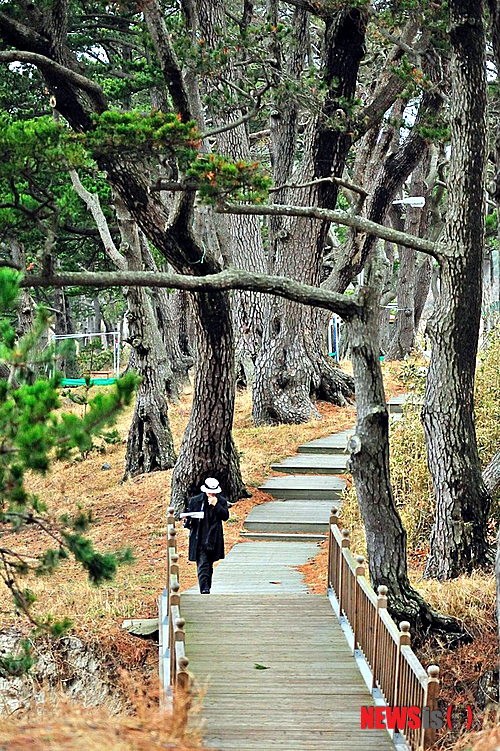【신안=뉴시스】박상수 기자 = 1400여주의 난대수종와 3.4km에 달하는 숲길산책로 등을 갖춘 분계해수욕장 인근 해송숲은 무더운 더위를 식히기에 제격이다. 2014.07.09 (사진=신안군 제공)&nbsp; photo@newsis.com 