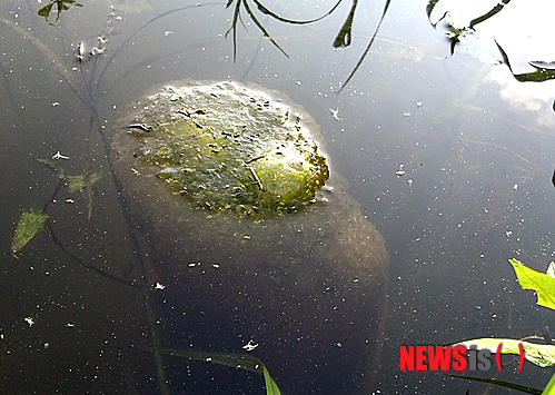 【청주=뉴시스】천영준 기자 = 13일 충북 청주시 상당구 남일면 청주시농업기술센터 인근 무심천 가장자리에서 큰빗이끼벌레가 군집을 이루며 서식하고 있는 모습이 13일 발견됐다. 이 생명체가 수질이 좋지 않은 곳에서 서식하는 점을 고려할 때 청주 도심을 관통하는 무심천 수질에 관한 조사가 필요할 것으로 보인다. 2014.07.13. yjc@newsis.com