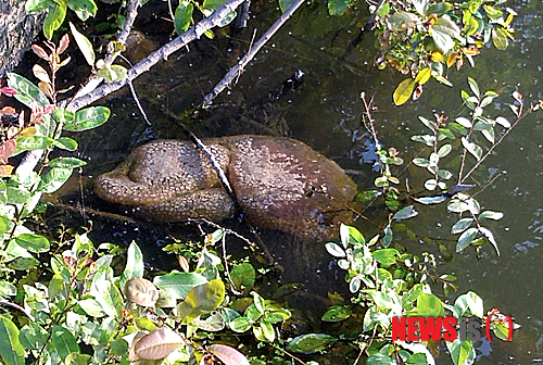 【청주=뉴시스】천영준 기자 = 충북 청주시 상당구 남일면 청주시농업기술센터 인근 무심천 가장자리에서 큰빗이끼벌레가 군집을 이루며 서식하고 있는 모습이 13일 발견됐다. 이 생명체가 수질이 좋지 않은 곳에서 서식하는 점을 고려할 때 청주 도심을 관통하는 무심천 수질에 관한 조사가 필요할 것으로 보인다. 2014.07.13. yjc@newsis.com