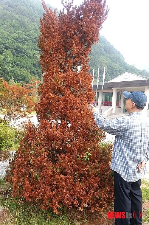 【정선=뉴시스】홍춘봉 기자 = 강원 정선군 남면의 '지장천 하수처리장' 내부 조경수 100여 그루가 고사한 가운데 지난 16일 한 주민이 말라 죽은 주목을 살펴보고 있다. 2014.07.16.&nbsp;&nbsp;&nbsp;&nbsp;&nbsp;&nbsp;&nbsp; casinohong@newsis.com&nbsp; 