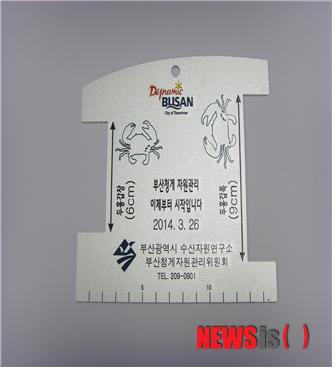 【부산=뉴시스】허상천 기자 = 부산시 수산자원연구소는 부산청게(톱날꽃게)의 자원을 관리하기 위해 청게측정용 자를 만들어 어민들이 자율적으로 포획금지 크기(두흉갑장 6㎝ 이하)를 지키도록 하는 등 부산청게 자원관리에 나서고 있다. 2014.07.17. (사진 = 수산자원연구소 제공) photo@newsis.com