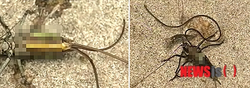 【음성=뉴시스】유경모 기자 = 17일 충북 음성군 생극면에서 잡은 토종 해충인 갈색여치 몸속에서 몸길이 10㎝의 연가시가 밖으로 나오고 있다. 최근 기생할 숙주인 갈색여치가 많아져 천적인 연가시 개체도 증가하고 있다. 2014.07.17. (사진=충주MBC제공)&nbsp;&nbsp; photo@newsis.com