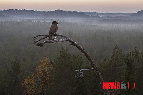 【서울=뉴시스】다큐멘터리 '숲의 전설'