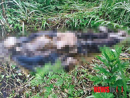 【서울=뉴시스】24일 유병언 전 세모그룹 회장이 숨진 채 발견된 당시의 모습이 카카오톡 등 모바일 메신저와 인터넷 커뮤니티, SNS 등을 통해 급속히 번지고 있다. 한편, 시신 주변의 풀들이, 백골화되어 시간이 지났는데도 최근 꺾인 듯한 모습이라는 점을 들어 누군가 시신을 옮긴 것이라는 의혹이 제기되고, 경찰은 최초 유포자를 찾는 등 논란이 되고 있다. 2014.07.24. (출처=인터넷) photo@newsis.com