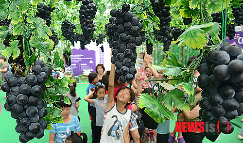 홍천군, 씨없는 포도 '스위트 드림' 선보여 - 뉴시스