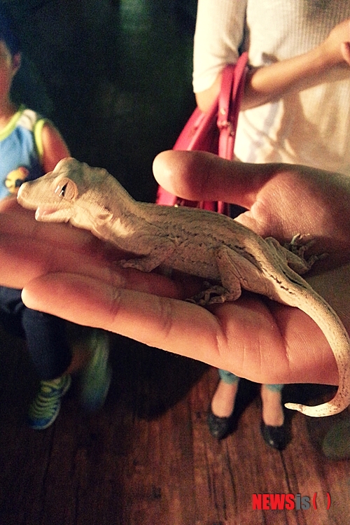 【서울=뉴시스】2일(현지시간) 토론토 선에 따르면 '무중력 공간'에서의 성관계 및 생식 활동 등을 관찰하기 위해 우주로 보내졌던 게코 도마뱀 5마리가 모두 사망했다. 러시아 연방우주청(로스코스모스)은 지난 1일 