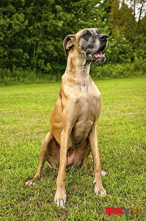 【서울=뉴시스】미국에서 애완견으로 키우던 그레이트데인의 위에서 양말 43개가 발견돼 2시간 동안 수술을 하는 황당한 사건이 발생했다. (사진출처: 메트로)