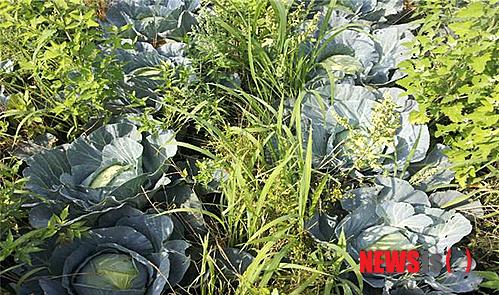 【서울=뉴시스】'위염과 역류성식도염으로 고생하는 사람들'이 기획 재배한 자연재배 무투입 양배추 '위빌레라'