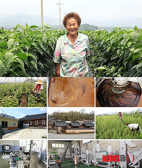 【서울=뉴시스】유희연 기자 = 전남 순천 주암에는 50년 일생을 바쳐 조청을 만들어 온 조청의 달인 윤영애씨가 있다. 주암조청은 500년 동안 물려받은 전통방식으로 만든다. 국내산 쌀을 숙성, 발효시킨 후 가마솥에 장작불을 피워 만드는 것이 특징이다. 조청의 달인이 만든 주암조청은 농업회사법인 ㈜하린식품(http://harinfood.com)에서 구입할 수 있다.&nbsp;&nbsp; lovely_jh@newsis.com 