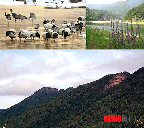 (왼쪽위부터 시계방향)두루미 멸종위기종 1급, 동강유역 생태경관보전지역, 대암산·대우산 천연보호구역
