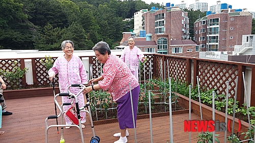 【부산=뉴시스】허상천 기자 = 부산 남구는 도심 콘크리트 건물 옥상 텃밭에 농작물을 심어 녹색환경을 조성하고 노인치매 치료와 어린이 정서교육장으로 활용하고 있다. 2014.09.30. (사진 = 남구 제공)  photo@newsis.com