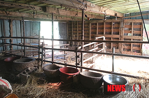 【나주=뉴시스】이창우 기자 = 농협자산관리회사의 '싹쓸이 채권추심'으로 영농의지를 상실한 채 벼랑 끝으로 내몰린 농민이 있어 주위를 안타깝게 하고 있다. 사진은 전남 나주시 봉황면 와우리 양모씨 우사. 지난달 19일 이뤄진 강제집행으로 기르던 소 3마리가 모두 경매 처분돼 현재 우사가 텅 비어있다. 2014.10.02&nbsp; lcw@newsis.com&nbsp; 