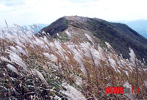 【서울=뉴시스】충남 보령 오서산의 억새.(사진제공=한국관광공사)