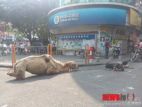 【서울=뉴시스】유괴된 아이를 앵벌이로 만드는 사회적 문제가 심각한 중국에서 사지가 절단된 낙타를 이용한 새 앵벌이 행보가 네티즌의 분노를 촉발했다. 19일 중국 관차저왕(觀察者網)은 광저우(廣州), 선전, 샤먼(廈門) 등 여러 대도시에서 이런 낙타를 이용하는 구걸 행보에 대한 온라인 제보가 이어졌다고 전했다. (사진출처: 관차저왕)