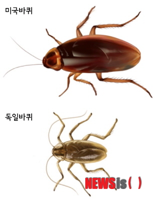 【서울=뉴시스】유희연 기자 = 세스코는 무료진단 서비스를 통해 바퀴벌레 등의 해충 해결방법을 제공한다.&nbsp; lovely_jh@newsis.com