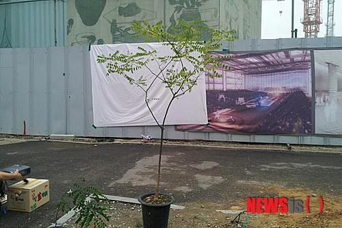 【광주=뉴시스】배상현 기자 = 지난 2012년 태풍 볼라벤의 피해로 고사한 옛 전남도청 앞 회화나무와 유전자가 동일한 후계목. 광주시는 오는 30일 5·18민주광장 내 회화나무 소공원 내에서 후계목을 심는 행사는 갖는다. 지난해 10월 유전자 검사결과 DNA가 일치해 모계(母系)관계가 확인된 후계목은 광주 북구 우산동의 한 시민이 5년전 회화나무 밑에 자라나는 어린 묘목을 발견해 관리해 오다가 회화나무 고사 소식에 기증했다. 2014.10.27 (사진=광주시 제공) photo@newsis.com