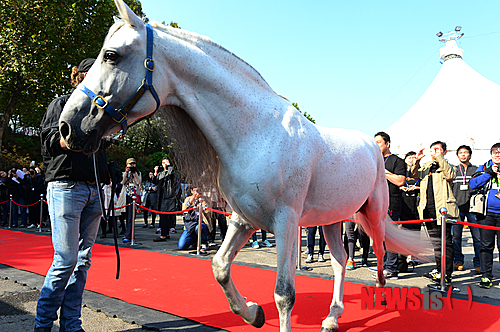 【서울=뉴시스】조성봉 기자 = 29일 오후 서울 송파구 잠실종합운동장 내 화이트빅탑에서 열린 아트서커스 ‘카발리아’ 국내 초연 기념행사에서 공연에 출연하는 말들이 조련사들과 함께 레드카펫을 밟고 있다. ‘카발리아‘는 캐나다, 유럽, 호주, 미국 등에서 온 50마리의 말들과 40명의 라이더, 공중곡예사, 댄서, 뮤지션 등 다양한 아티스트가 출연한다. 2014.10.29. suncho21@newsis.com