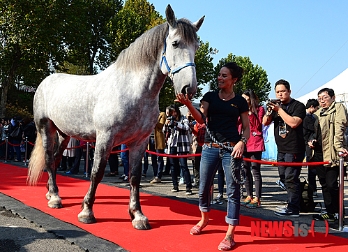 【서울=뉴시스】조성봉 기자 = 29일 오후 서울 송파구 잠실종합운동장 내 화이트빅탑에서 열린 아트서커스 ‘카발리아’ 국내 초연 기념행사에서 공연에 출연하는 말들이 조련사들과 함께 레드카펫을 밟고 있다. ‘카발리아‘는 캐나다, 유럽, 호주, 미국 등에서 온 50마리의 말들과 40명의 라이더, 공중곡예사, 댄서, 뮤지션 등 다양한 아티스트가 출연한다. 2014.10.29. suncho21@newsis.com
