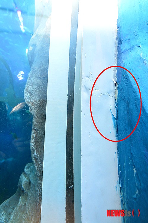 【서울=뉴시스】고승민 기자 = 9일 제2롯데월드 아쿠아리움 수중터널에 약 7cm 가량의 균열이 발생, 물이 밖으로 새고 있다. 사진은 이날 오전 서울 송파구 제2롯데월드 아쿠아리움 수중터널과 벽 사이에 생긴 균열 모습(빨간 동그라미). 2014.12.09.&nbsp; kkssmm99@newsis.com