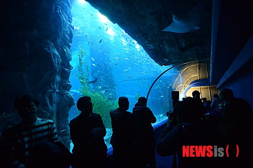 【서울=뉴시스】고승민 기자 = 9일 제2롯데월드 아쿠아리움 수중터널에 약 7cm 가량의 균열이 발생, 물이 새고 있다. 사진은 이날 오전 서울 송파구 제2롯데월드 아쿠아리움 수중터널과 벽 사이에 생긴 균열을 취재진이 촬영하는 동안 이를 지켜보는 제2롯데월드 관계자들 모습. 2014.12.09.&nbsp; kkssmm99@newsis.com