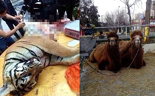 【서울=뉴시스】웬만한 것은 다 먹는 중국인을 위해 호랑이, 낙타 등 동물을 현장에서 도살해 판매하는 행위가 논란이 되고 있다. 최근 중국 차이나왕 등에 따르면 중국 광둥(廣東)성 잔장(湛江) 경찰 당국은 1급 보호동물인 야생 호랑이를 밀렵해 불법 판매한 사건을 적발했다. 중국 광둥성 레이저우(雷州)에서 호랑이가 판매되고 있는 모습(오른쪽), 허난성(河南省) 쉬창(許昌)시의 한 음식점 우리에 낙타가 갇혀있는 모습. (사진출처: 중국 런민르바오 웨이보) 2015.01.02