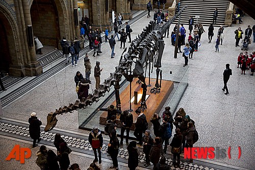 【런던=AP/뉴시스】관람객들이 지난 1월29일(현지시간) 영국 런던에 있는 자연사박물관에 전시된 디피(Dippy)란 애칭을 가진 공룡 디플로도쿠스의 화석 복제품 주변을 돌아다니고 있다. 이 박물관의 간판으로 이 공룡의 화석 복제품이 오는 2017년 고래 화석에 자리를 물려주고 은퇴할 예정이지만, 복제품의 팬들은 매우 아쉬워하고 있다. 박물관은 이날 100년 넘게 주요 홀에 전시한 26m짜리 이 공룡을 흰긴수염고래의 화석으로 교체하는 계획을 발표했다. 디피는 150만 년 전 북아메리카에서 살았던 공룡 디플로도쿠스의 화석을 석고로 만든 복제품이다. 2015.02.18