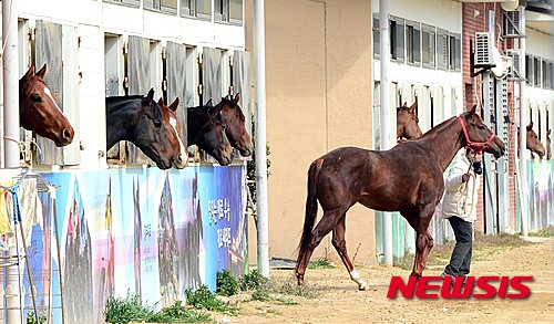 【부산=뉴시스】 하경민 기자 = 5일 오후 부산 강서구 렛츠런파크 부산경남에서 경주마들이 마방 창에 고개를 내고 봄볕을 쬐고 있다. 2015.03.05. yulnetphoto@newsis.com