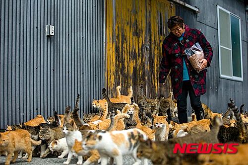 【서울=뉴시스】일본 여성이 에히메(愛媛)현 아오시마(青島)에서 고양이들에게 사료를 주고 있다. 이 섬에 주민보다 고양이가 6배나 많아 ‘고양이 섬’으로 불리며 화제가 되고 있다고 영국 일간 데일리 미러가 지난 3일 보도했다. (사진 출처: 데일리 메일 인터넷판) 2015.03.07