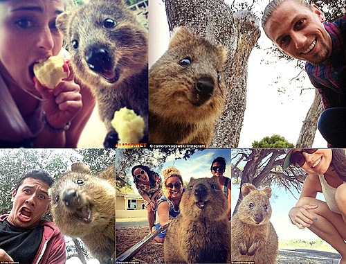【서울=뉴시스】호주를 중심으로 귀여운 표정의 동물 '쿼카(quokka)'와 셀카 찍기가 온라인에서 유행처럼 번지고 있다. 최근 호주에서 많은 사람들이 쿼카와 함께 짝은 셀카 사진을 소셜네트워크서비스(SNS) 등에 공유해 누리꾼들을 즐겁게 하고 있다고 데일리 메일 등이 전했다. (사진출처: 인스타그램, 트위터 등) 2015.03.06