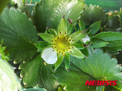 【홍성·예산=뉴시스】딸기꽃 곰팡이병 모습. (사진=충남도 제공)