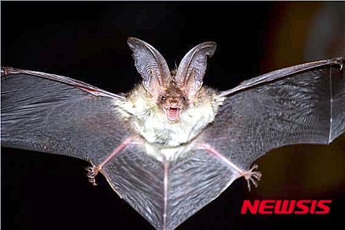 【창원=뉴시스】강경국 기자 = 가야산국립공원에서 멸종위기종인 토끼박쥐(Plecotus auritus)가 서식하는 것으로 확인됐다. 국립공원관리공단 가야산국립공원사무소는 지난 12월부터 가야산 내 익수(박쥐)류 서식현황에 대한 모니터링을 실시한 결과 토끼박쥐 4개체를 포함한 동면 중인 박쥐 182개체의 서식을 확인했다고 9일 밝혔다. 2015.03.09. (사진=가야산국립공원사무소 제공)&nbsp;&nbsp; kgkang@newsis.com